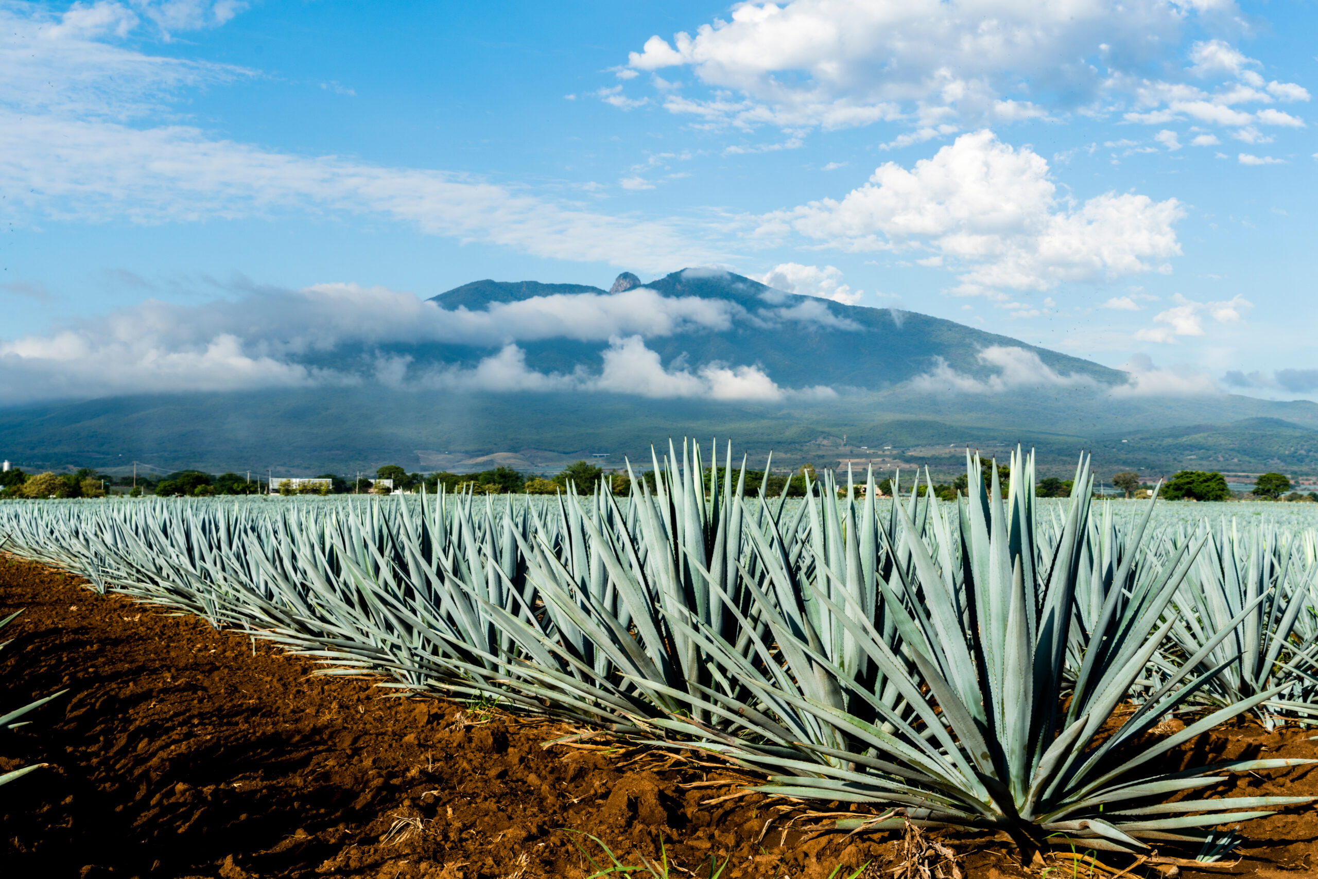 A field of Blue Agave plants, made for producing Tequila