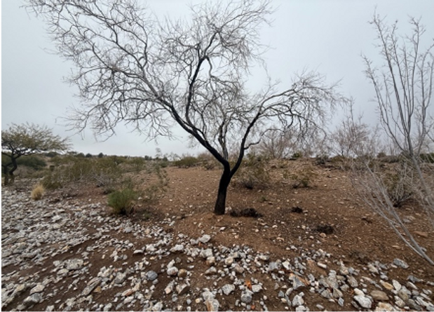 Dead tree surrounded by rocks. 