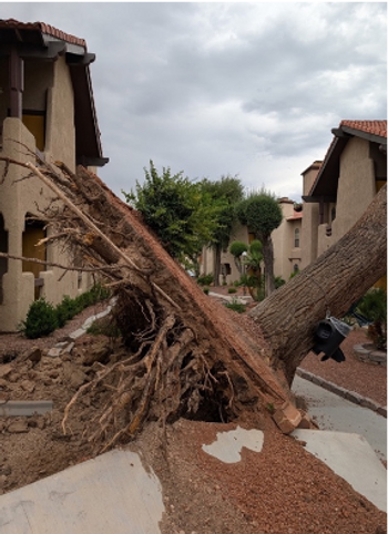 Tree ripped out of the ground showing the roots in an apartment neighborhood. 