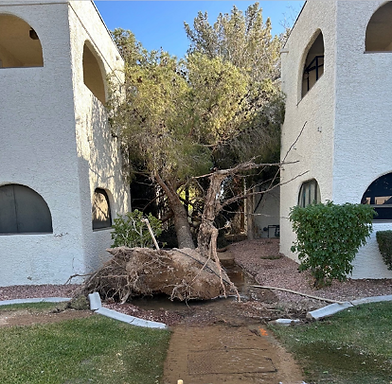 Tree ripped out of the ground with roots showing in a condominium neighborhood. 